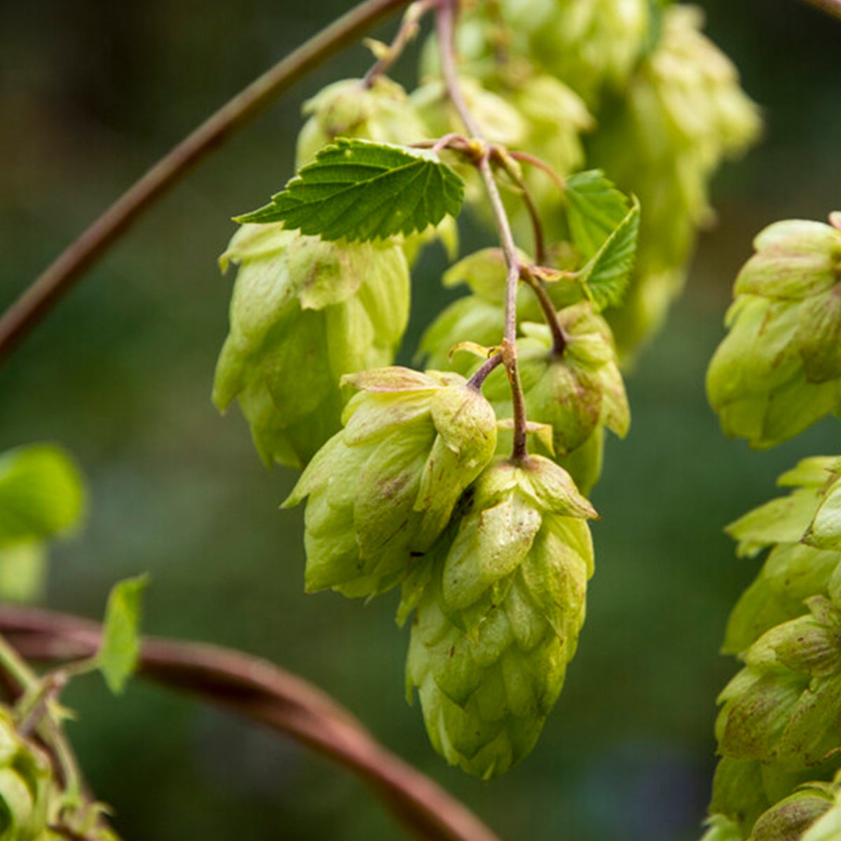 Bloomique – Humulus Lupulus – Hop plant – geschikt voor het brouwen van bier – klimplanten – tuinplanten – winterhard – potmaat 15 cm – hoogte 70–80 cm