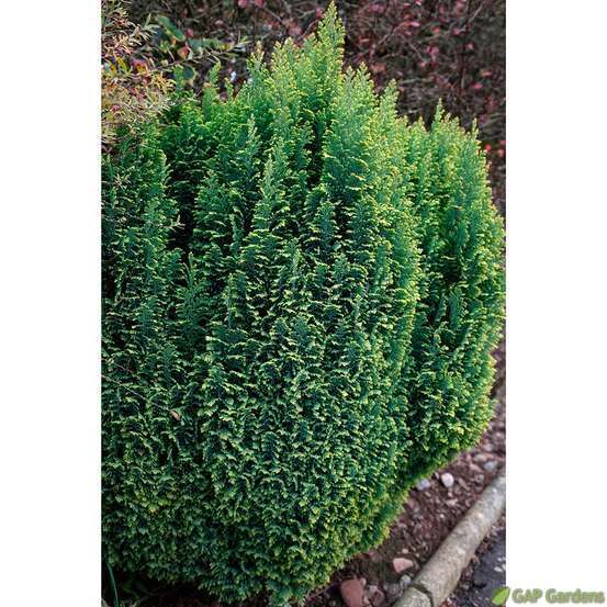 Chamaecyparis Lawsoniana Ellwoodii Gold : pot 4L