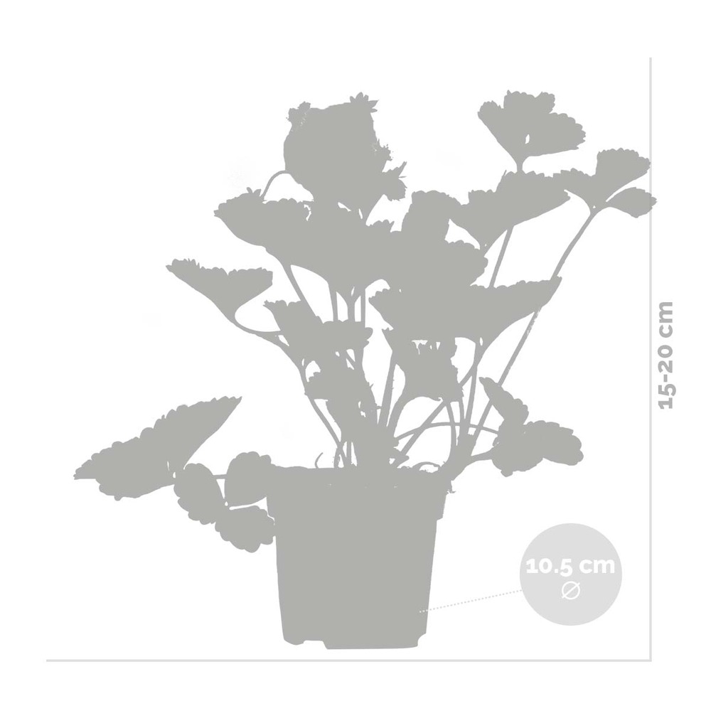 3x fragaria 'snow summer breeze' – fraisier – entretien facile – ⌀10,5 cm - ↕15-20 cm