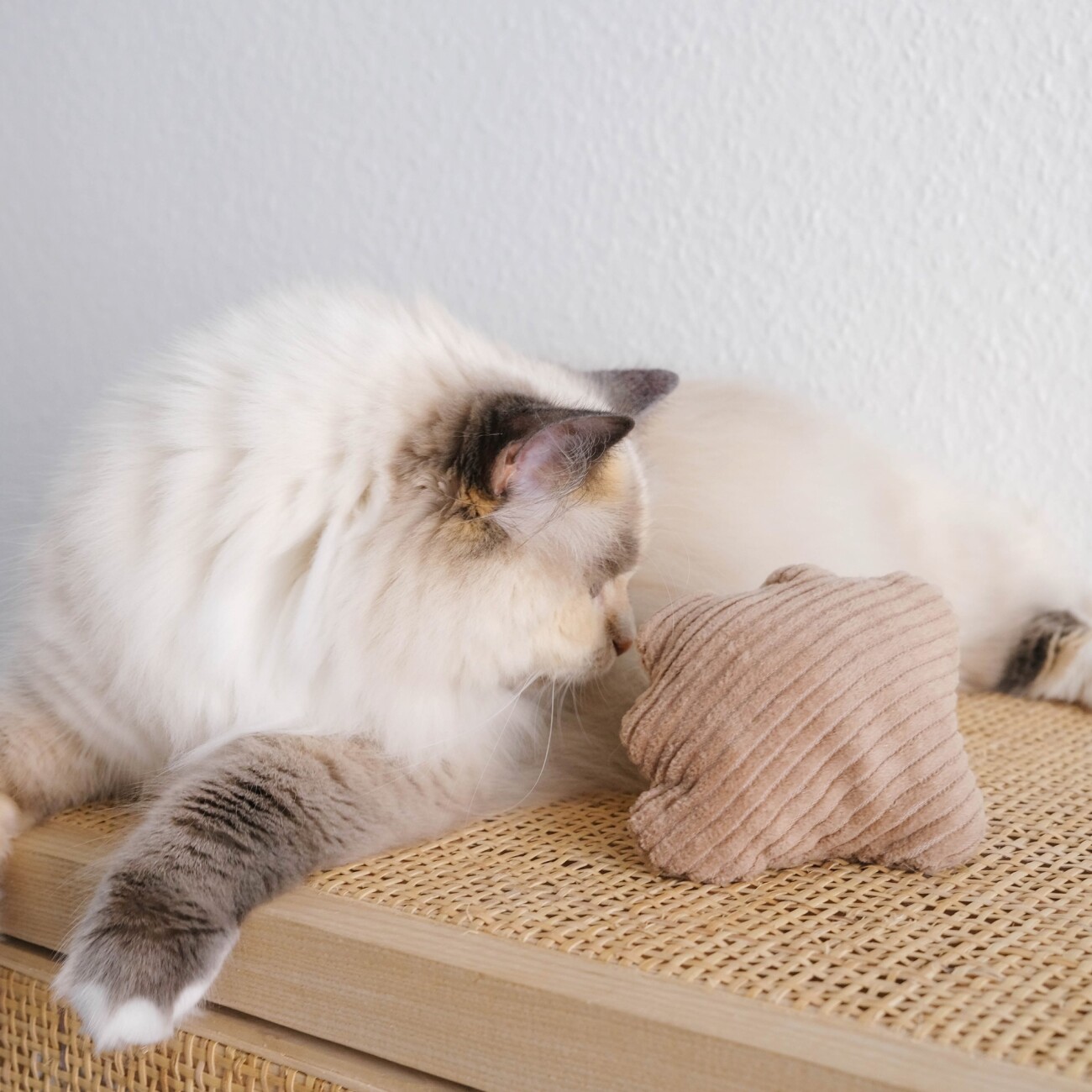 The Catery Katzenminze Kissen Muschel