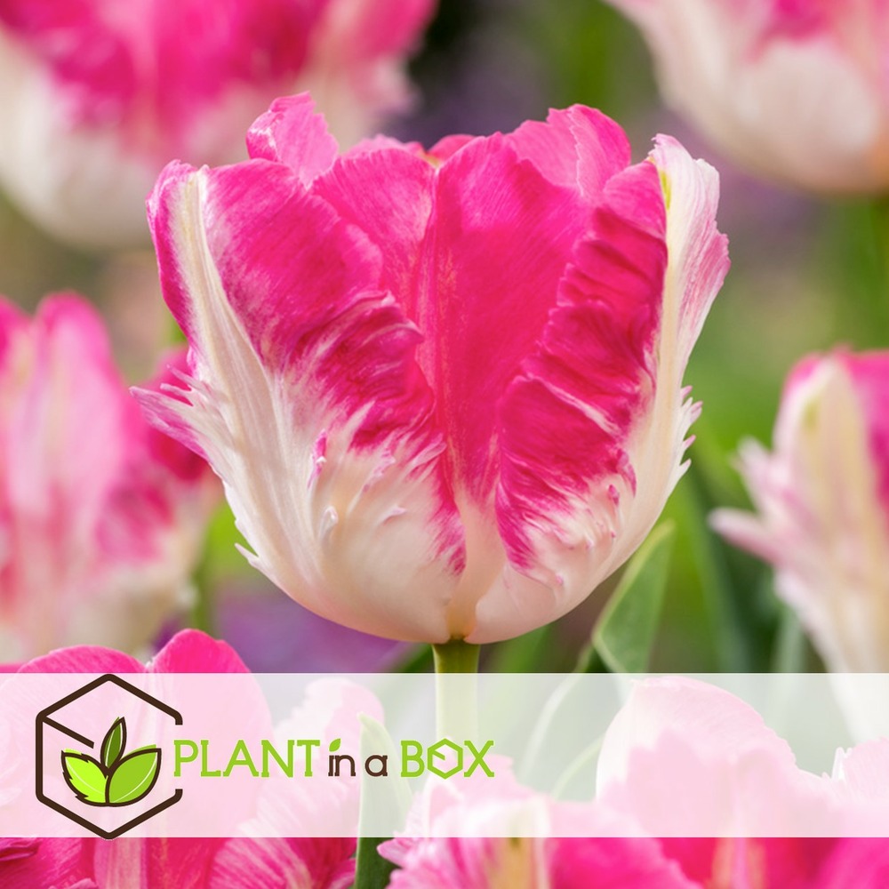 Tulipa cabanna - 15x bulbes de tulipes - rose / blanc
