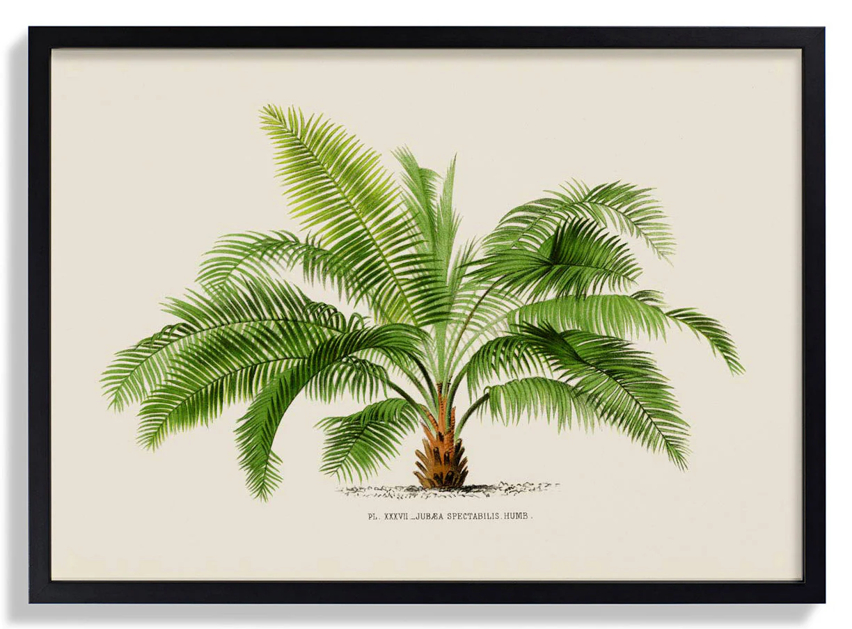 Jubaea Spectabilis Palm Tree Kunstdruck