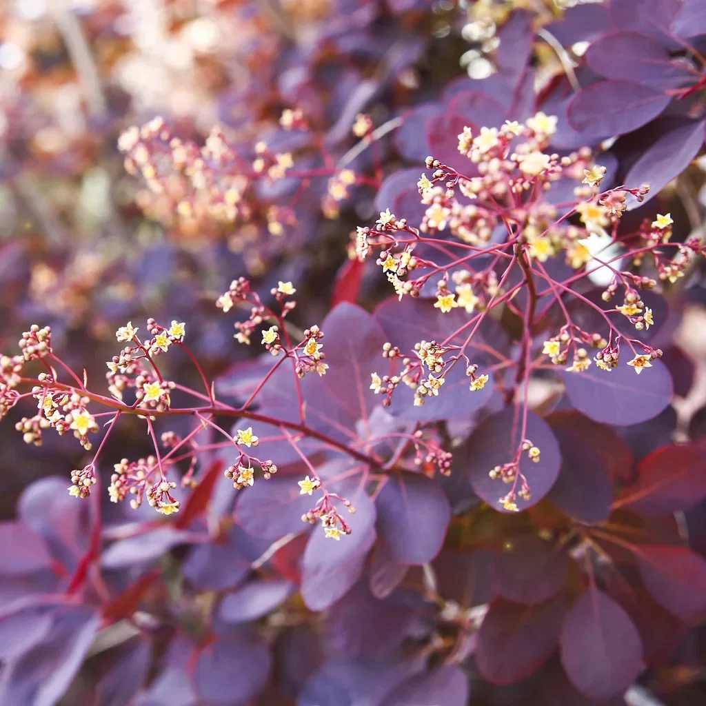 Cotinus coggygria 'Royal Purple' Parykkbusk 'Royal Purple' Ø22 cm