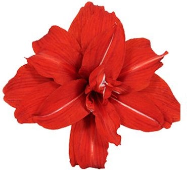 Amaryllis (Hippeastrum 'Red Peacock') D 13 H 25 cm