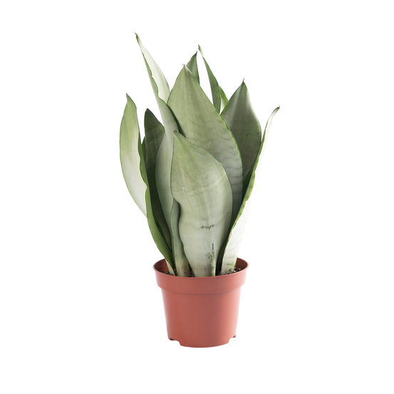 Sanseveria Moonshine - pot D12cm
