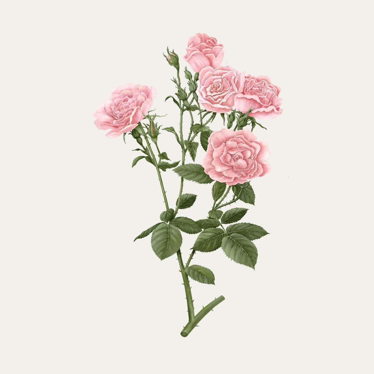CARRIÈRE FRÈRES Rose de Damas - Rosa Damascena Bougie Parfumée