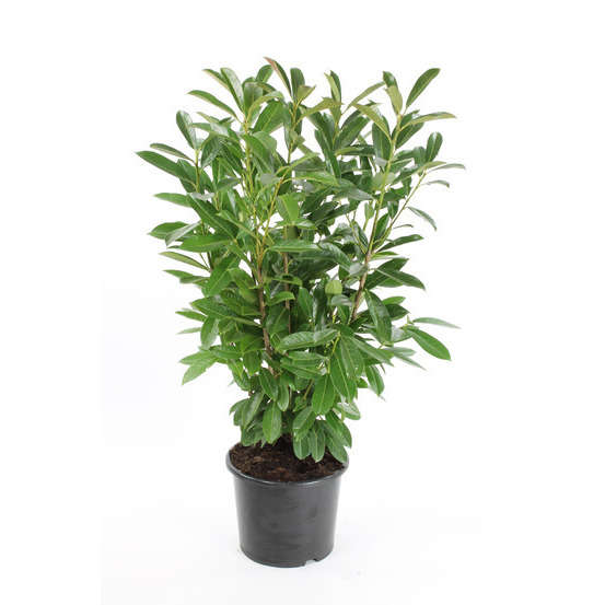 Prunus laurocerasus 'Caucasica ': conteneur 15 litres Hauteur 80/100cm