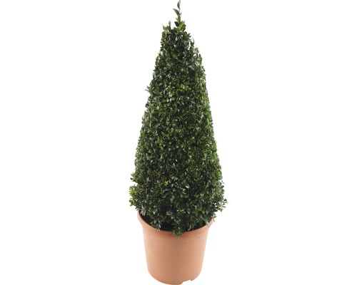 Buxuspiramide FloraSelf Buxus sempervirens H 50-60 cm Co 4,5 L