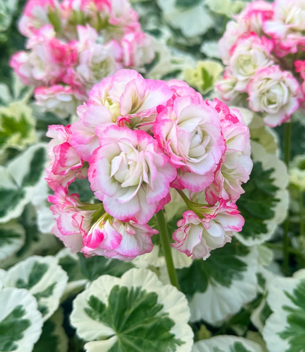Geranie 'Strawberry Blossom'