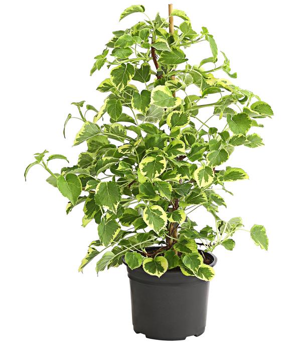 Kletter-Hortensie 'Miranda' - Hydrangea