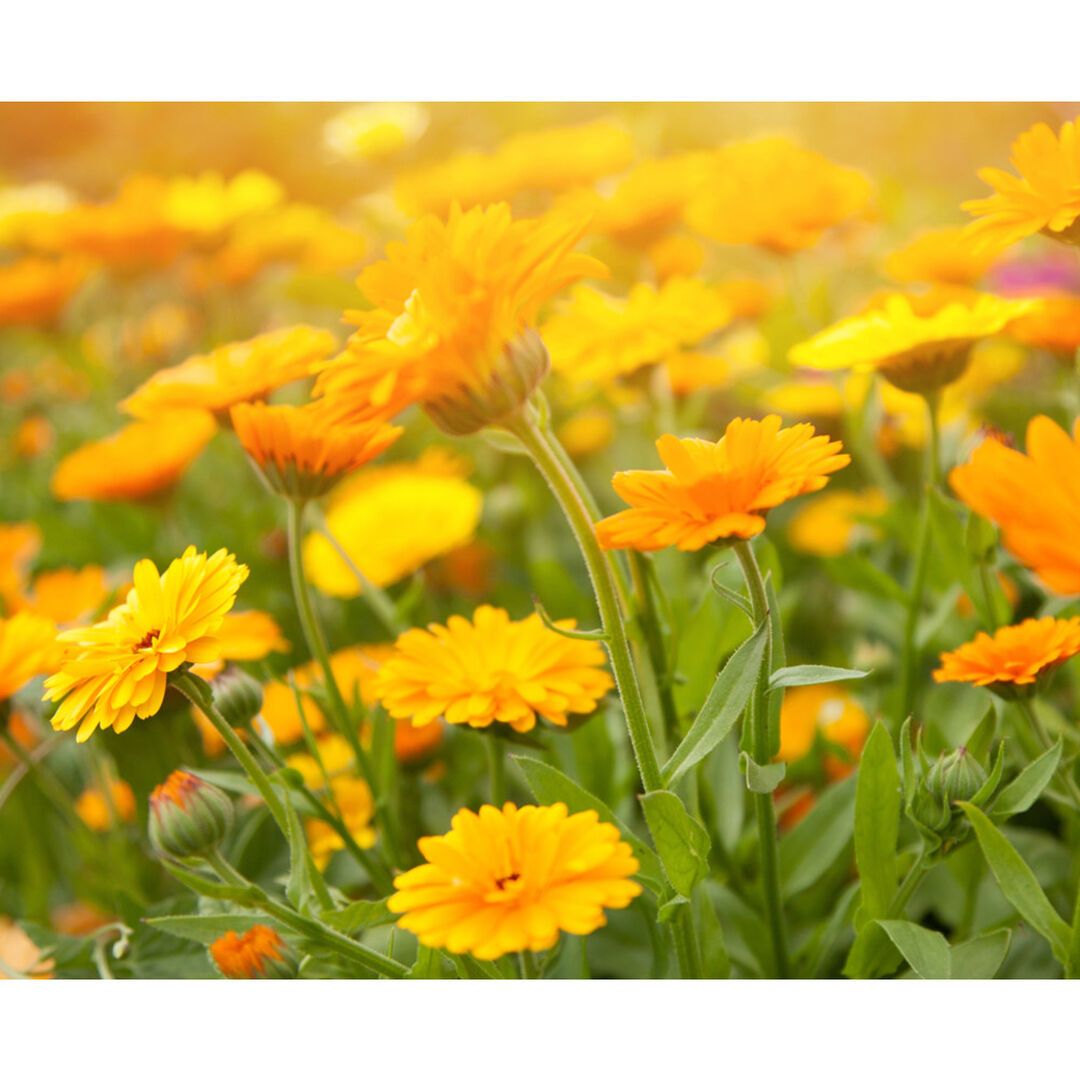 Calendula Deep Cleansing Foaming Face Wash - 230ml