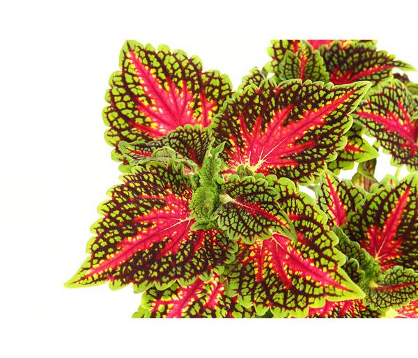 Beet- & Balkonpflanzen-Set Farbexplosion,