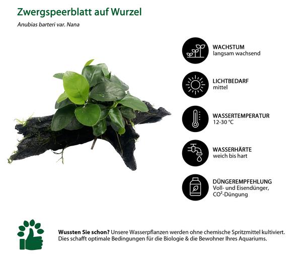 Dehner Aqua Premium Zwergspeerblatt auf Wurzel