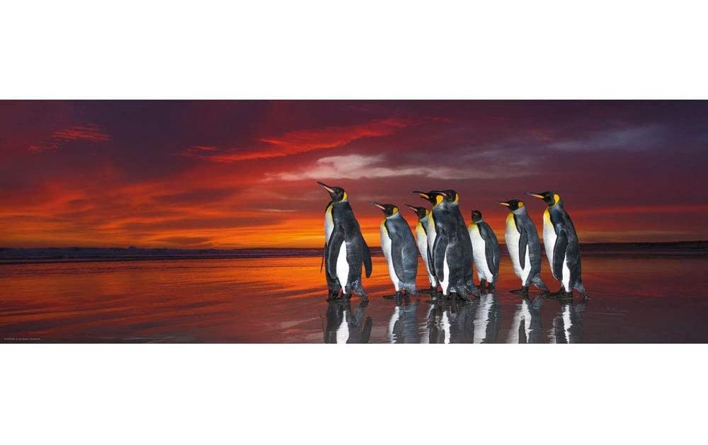 Puzzle King Penguins PanoramaPuzzle mit 1000 Teilen