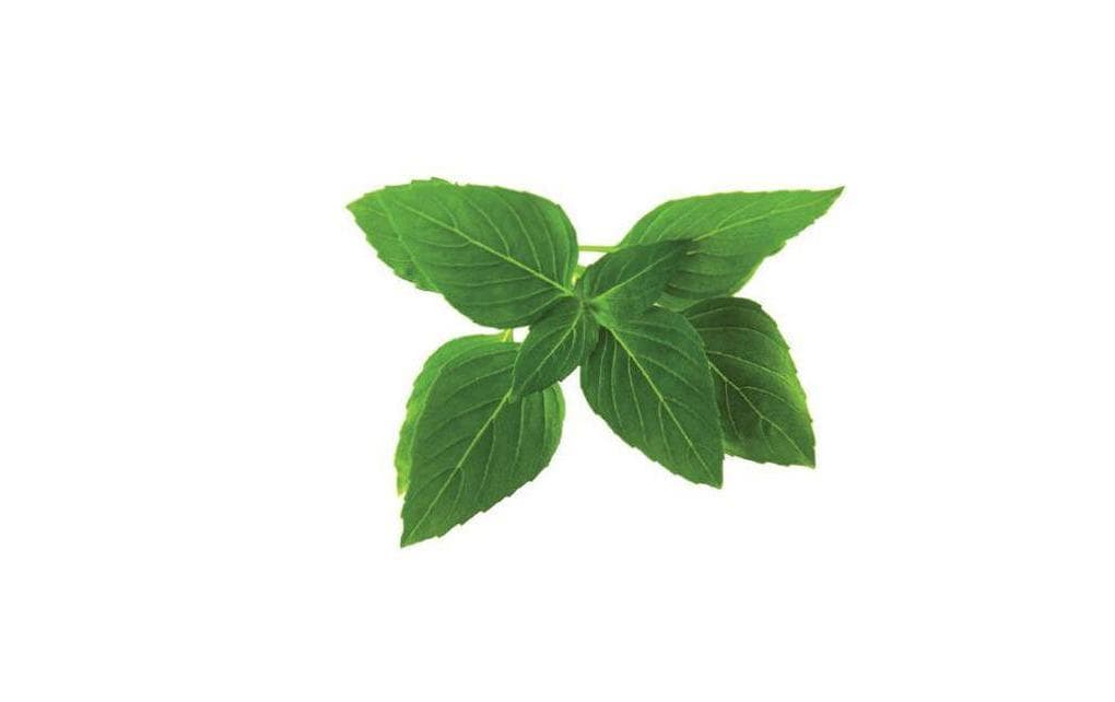 Samen Thai Basilikum Nachfüllpackung 3er-SetNachfüllpackung zum Smart Herb Garden