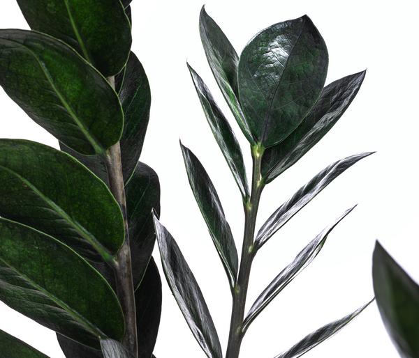 Glücksfeder - Zamioculcas zamiifolia 'Raven'