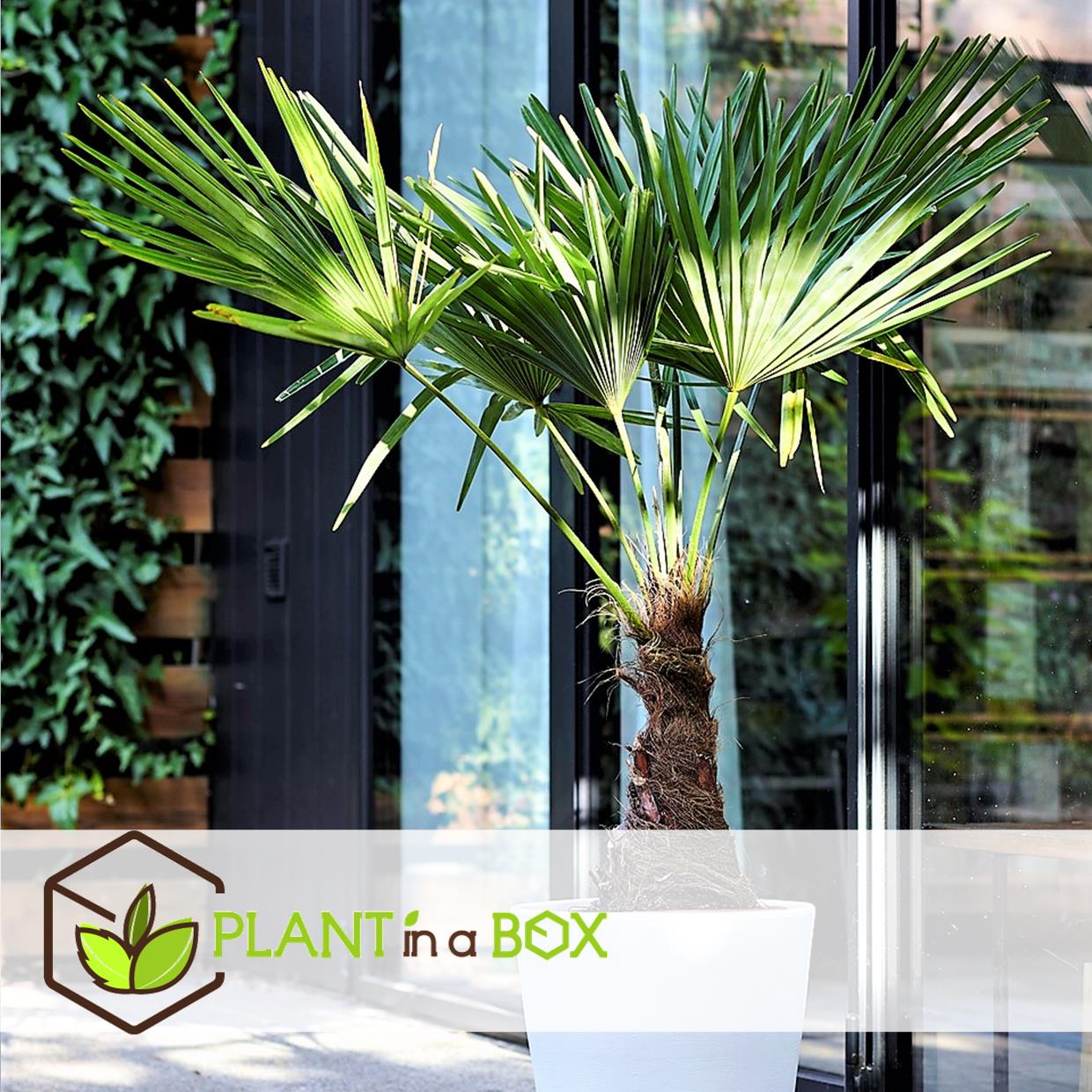 Trachycarpus fortunei - palmier éventail - pot 21cm - hauteur 65-75cm
