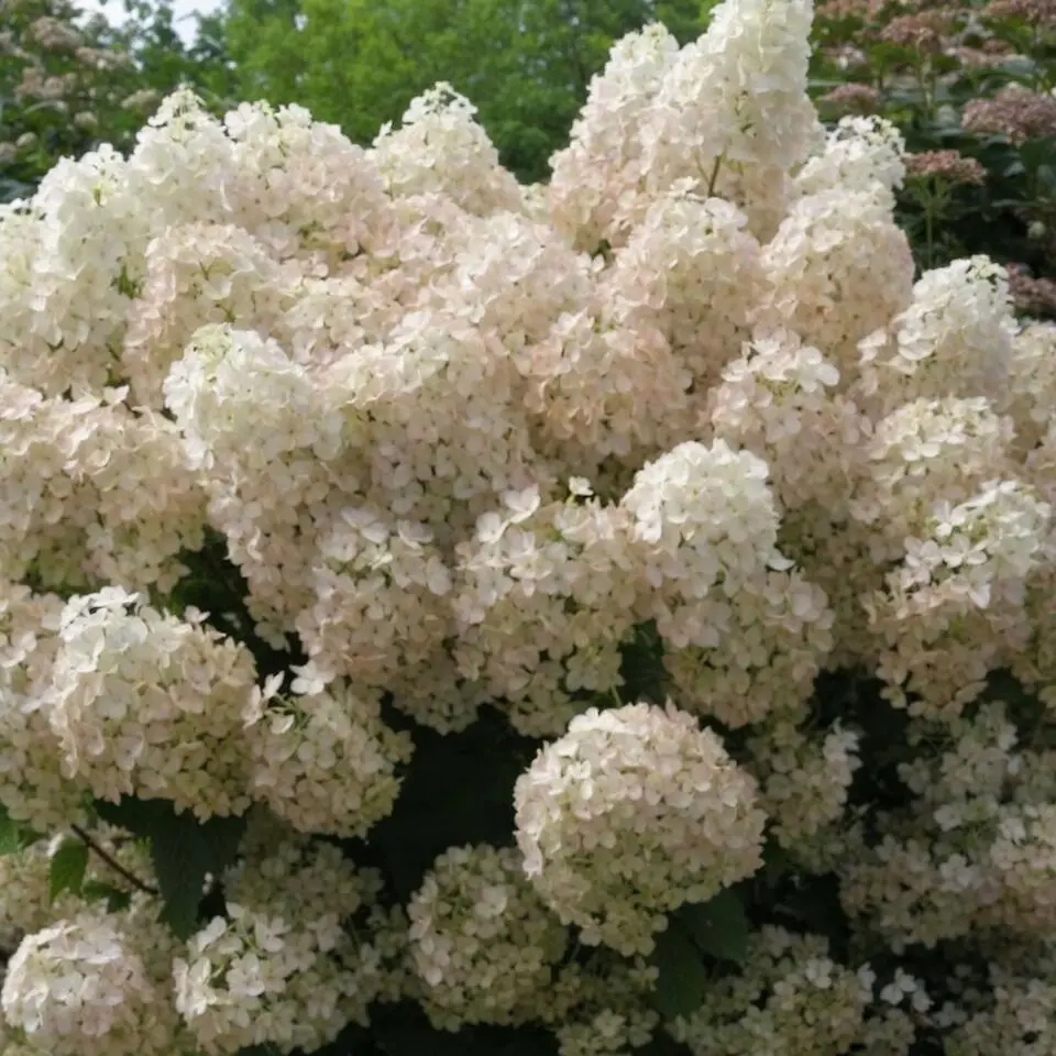 Pluimhortensia - Set van 2 - Hydrangea 'Bobo' - Hoogte 25-40cm - ⌀19cm