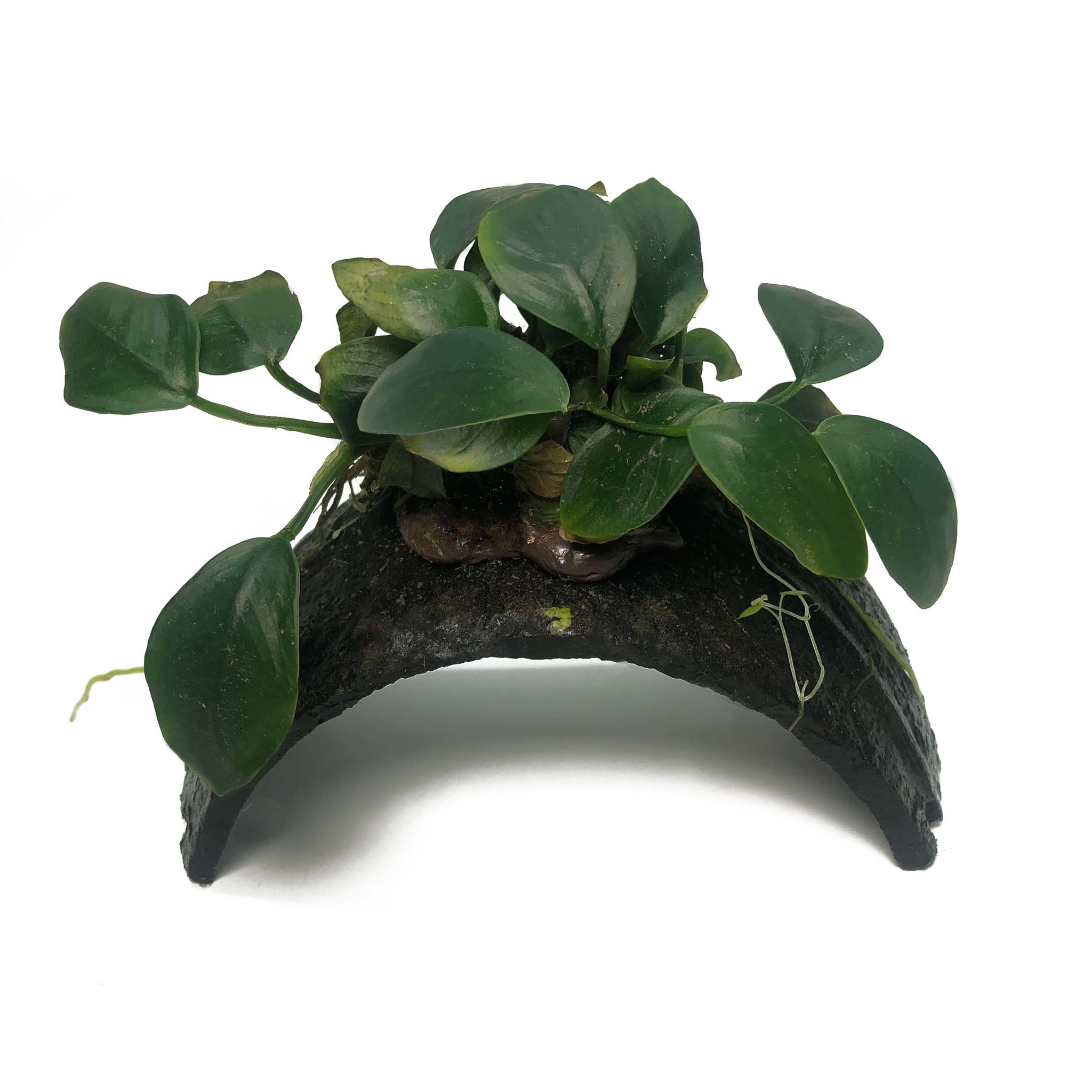 Waterplant Armband Kokosnoot Met Anubias