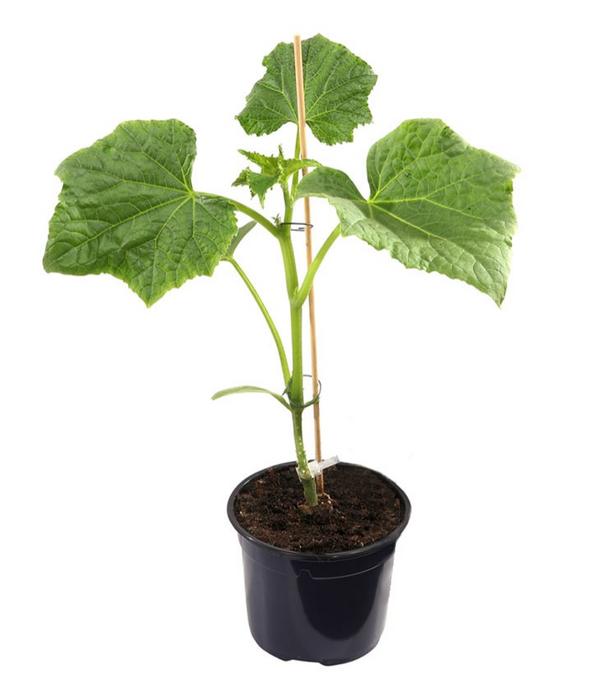 Dehner Gourmet Garten Mini Schlangengurke,
