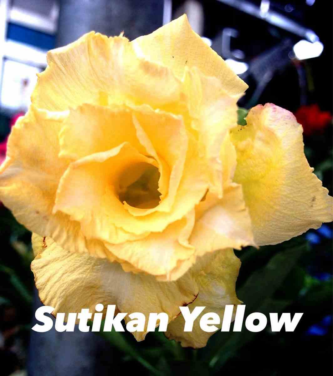 Adenium obesum cv.sutikarn yellow jaune orange - taille caudex d'environ 150g
