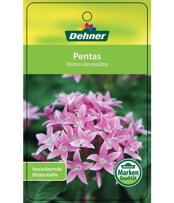 Fünfzahlstrauch - Pentas lanceolata,