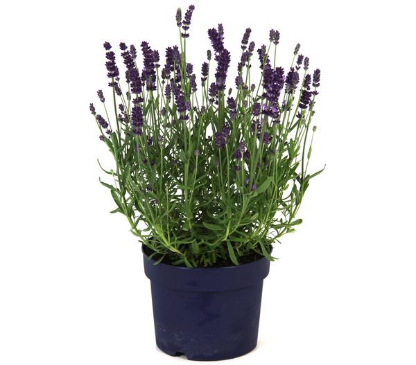 Lavendel 'Dark Surprise'
