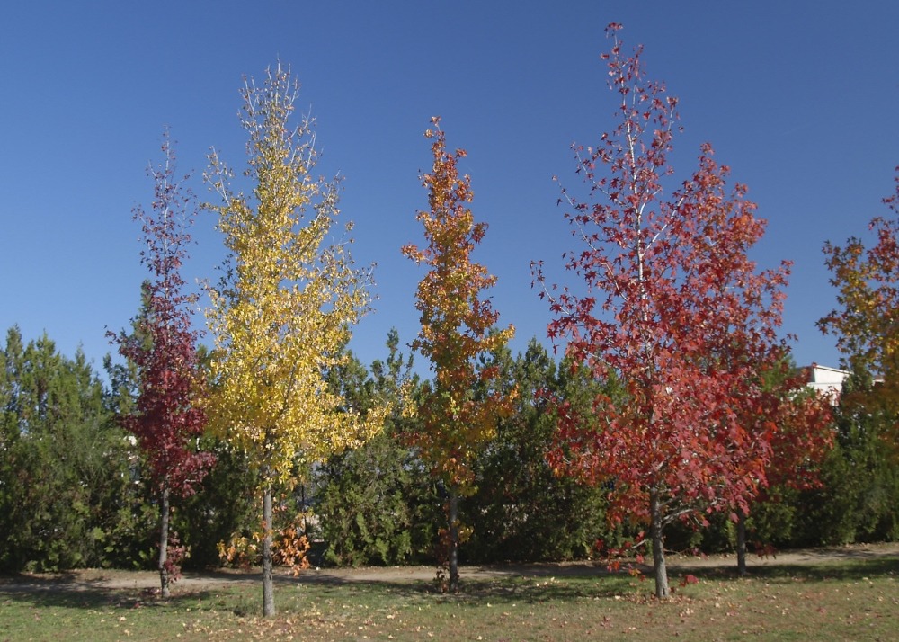 Copalme d'amérique - 100 graines - liquidamber styraciflua