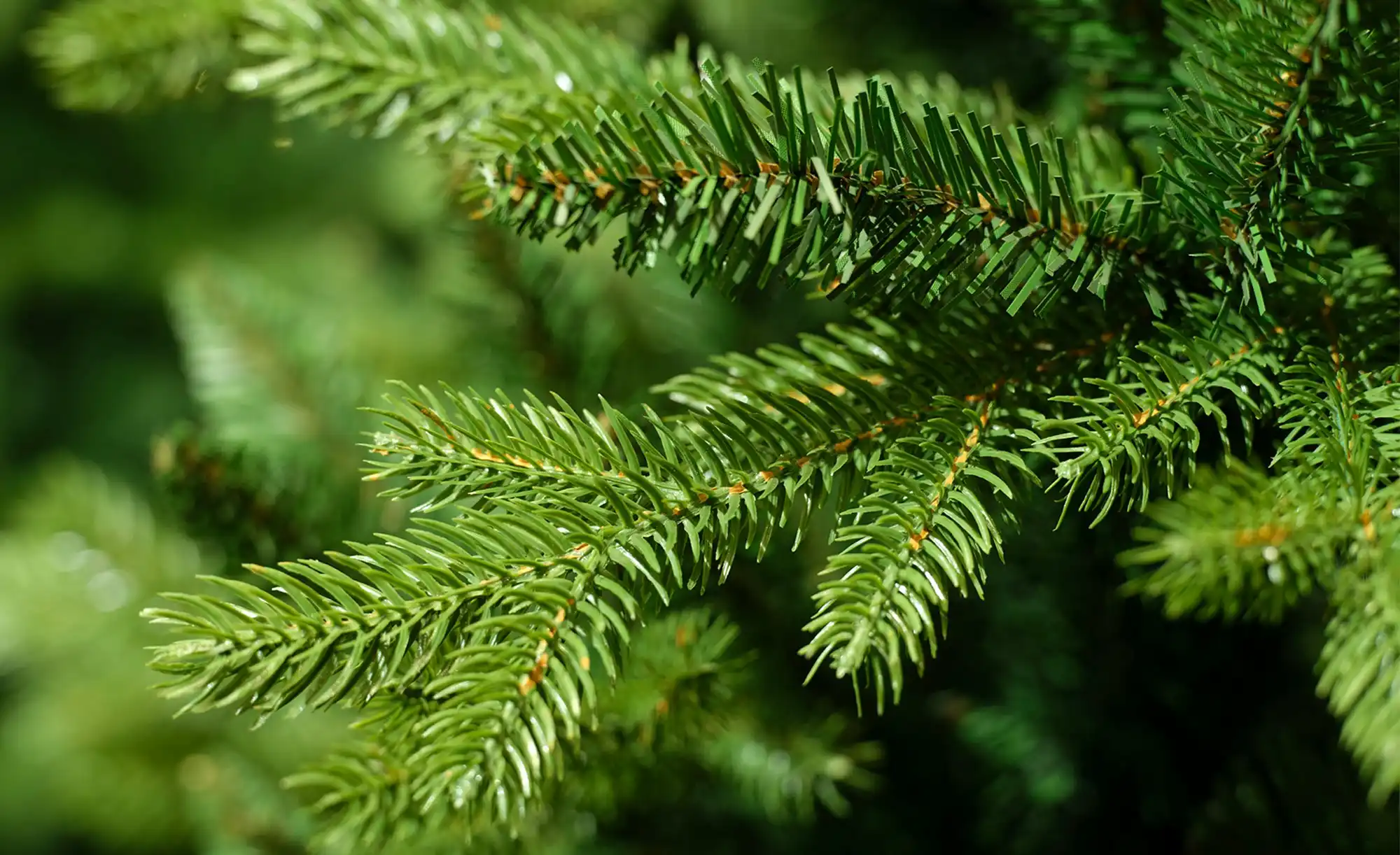 Weihnachtsbaum