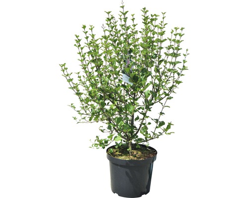 Dwerg geurend lila Syringa meyeri 'Palibin' H 60-80 cm Co 10 L