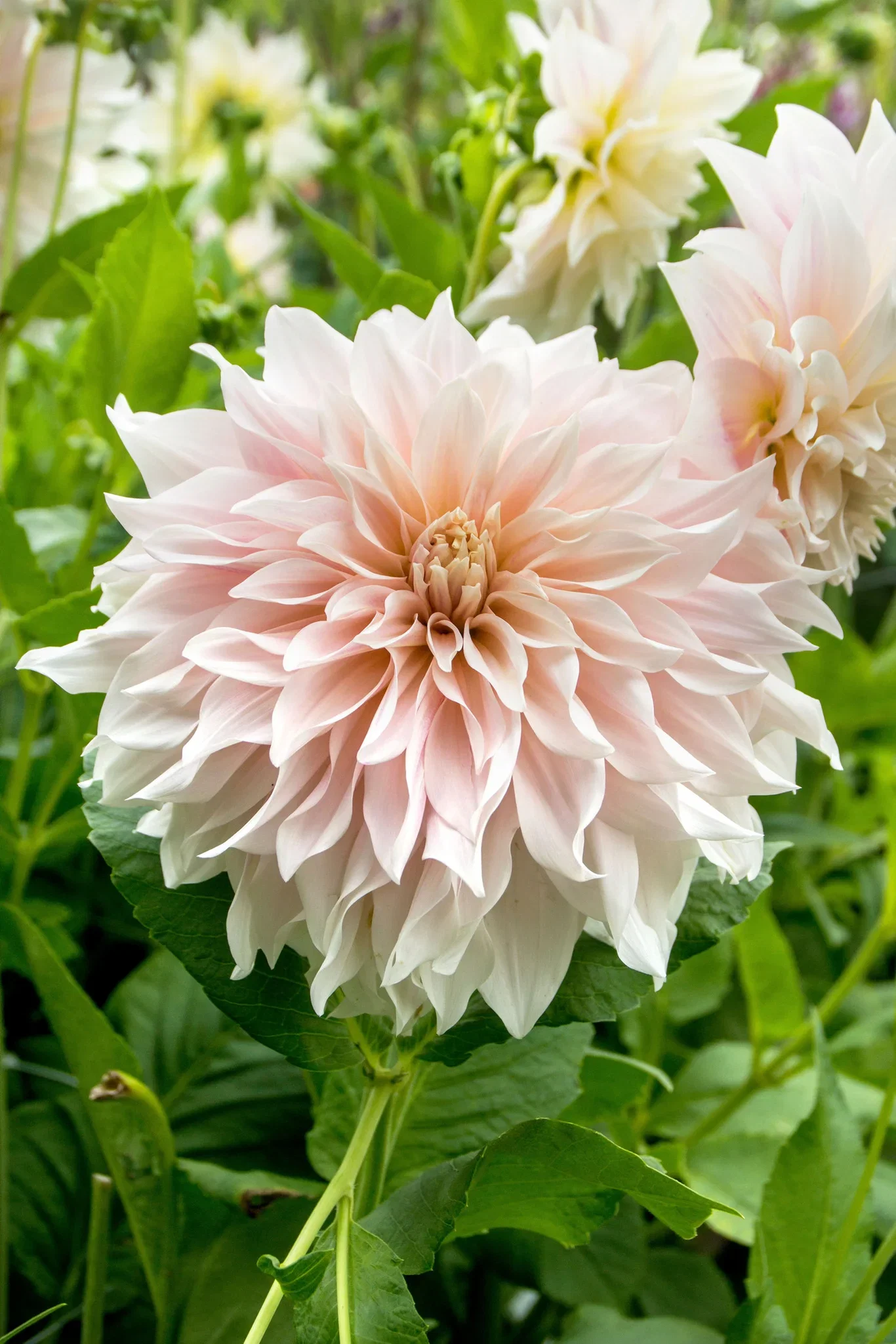 Dahlia x pinnata 'Cafe Au Lait' Georgine 'Cafe Au Lait' 2 pk