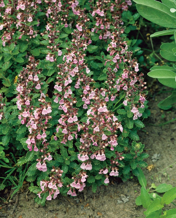 Gamander (Teucrium chamaedrys) D 9 H 5 cm