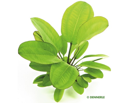 Zwaardplant 'Little Bear' - Echinodorus 'Jungle Star' nr. 2