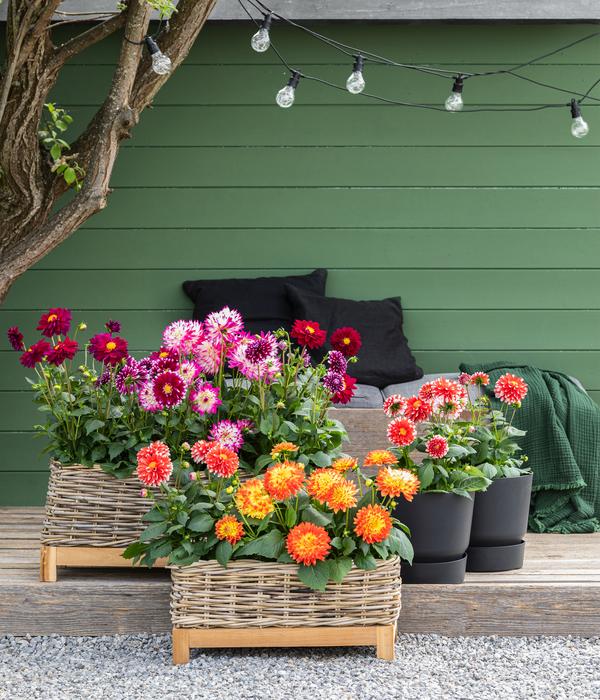 Dahlie, verschiedene Farben