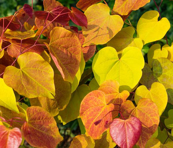 Kanadischer Judasbaum 'Eternal Flame®'