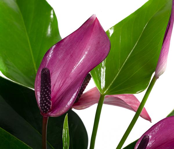 Waterplant Flamingoblume im Glas - Anthurium