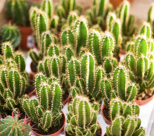Felsenkaktus - Cereus repandus/Cereus