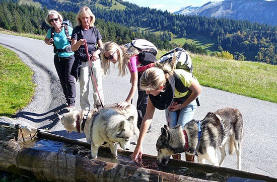 Husky-Trekking am Walensee