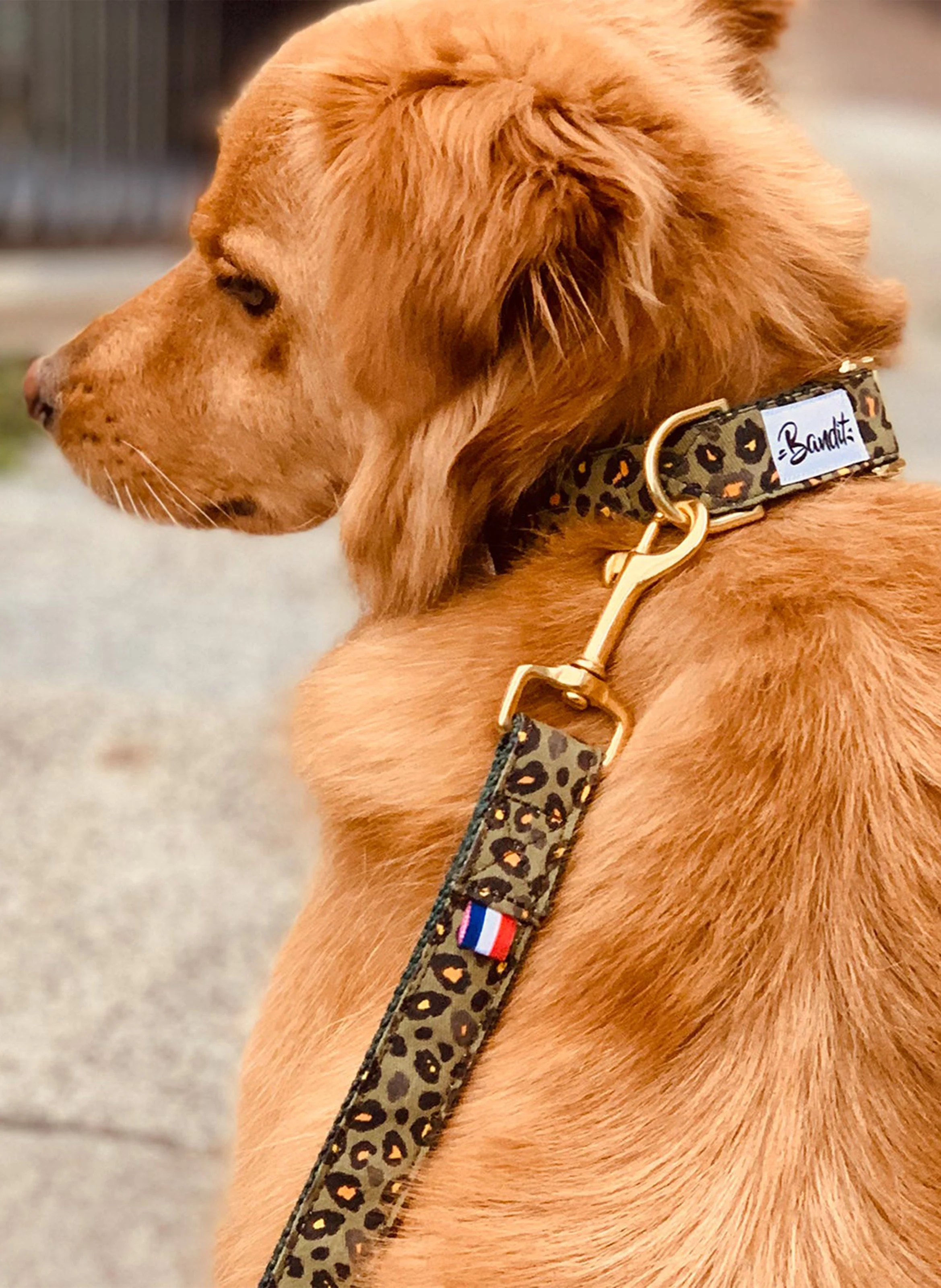 Laisse pour chien imprimé léopard | Vert