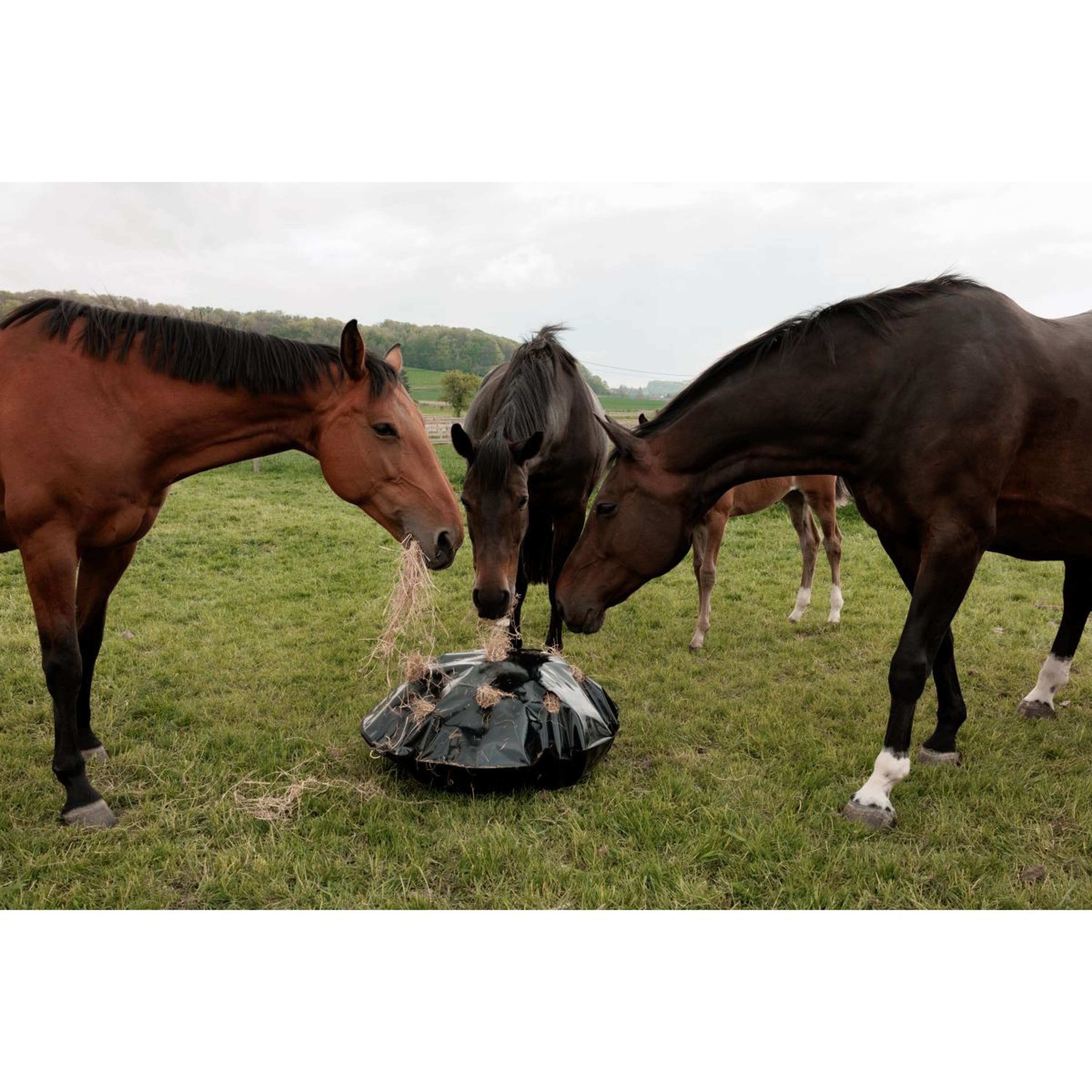 Grooming Deluxe by Kentucky Slow Feeder Play & Haybag Round