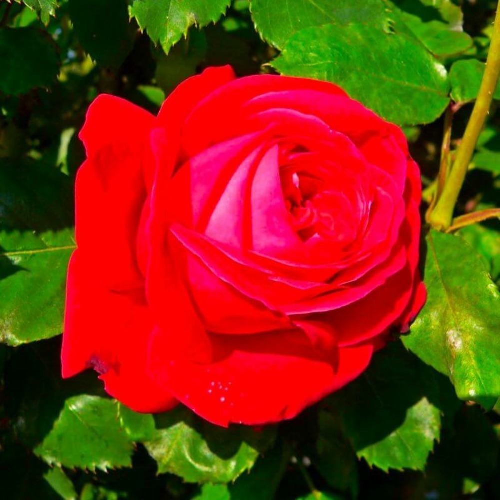 Collection 3 rosiers rouges - racines nues