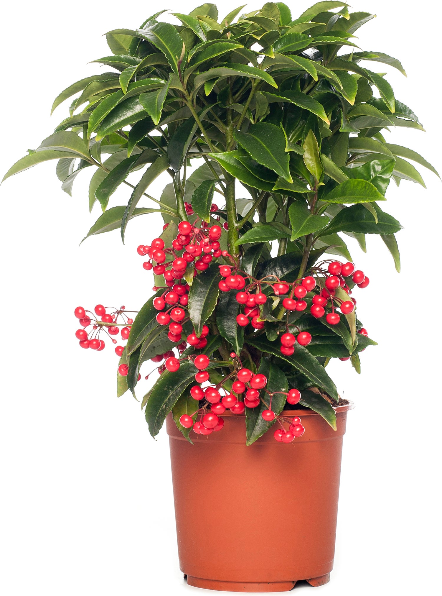 Ardisia (Ardisia crenata 'Bos Premium') D 14 H 40 cm