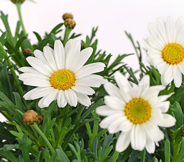 Margerite, Stämmchen, verschiedene Farben