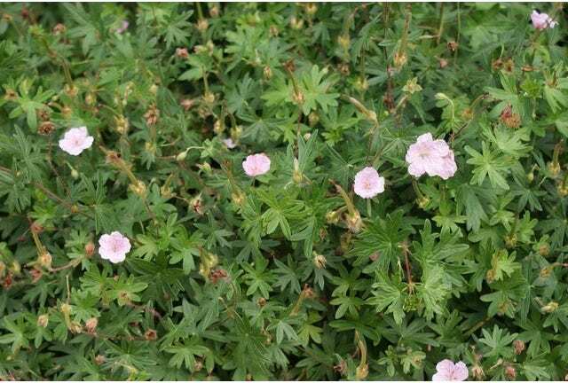 Ooievaarsbek (Geranium sanguineum striatum) D 9 H 10 cm
