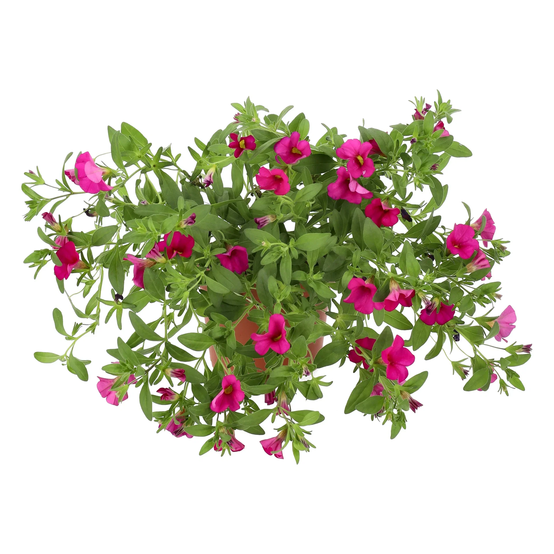 Calibrachoa Pink 12 cm Småpetunia Ø12 cm