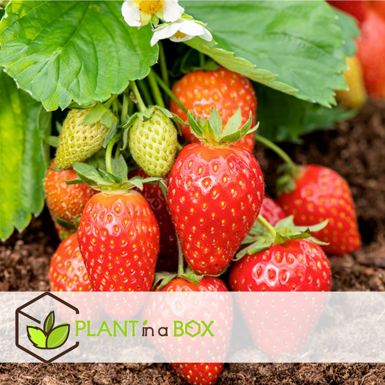 Fragaria x ananassa roman - set de 3 - fraisier - pot 9cm - hauteur 15-20cm