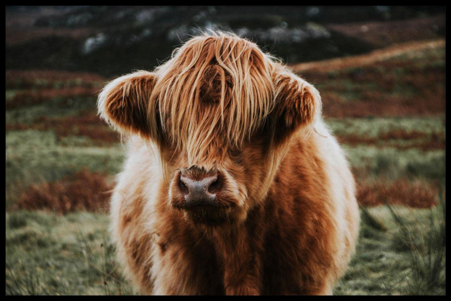 Walljar poster ingelijst - Schotse Hooglander Poster ingelijst - 50 x 70 cm