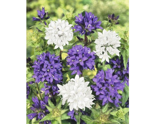 Vaste planten in diverse soorten FloraSelf H 35-45 cm Co 5 L