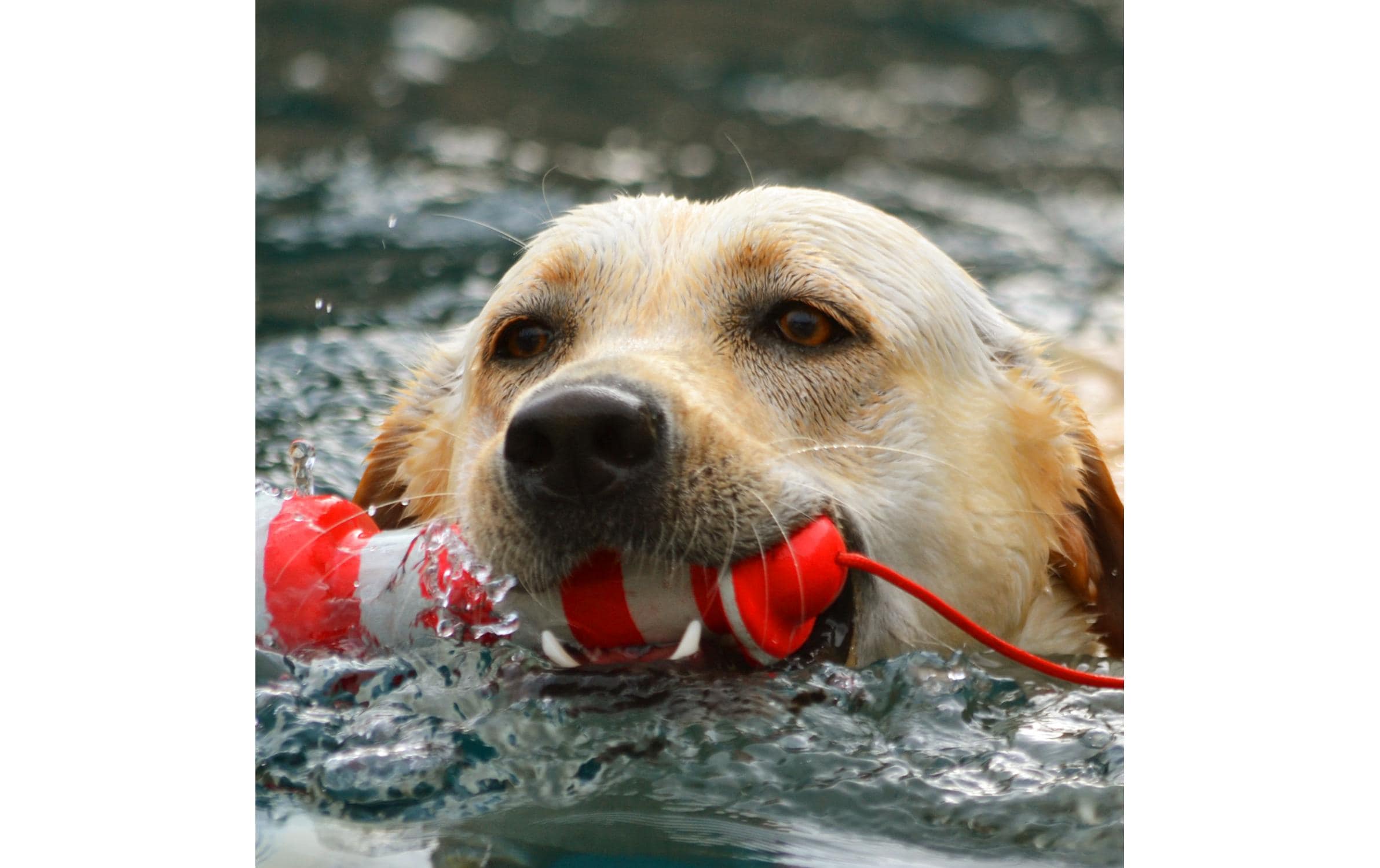Schwimmspielzeug Lighthouse Rot-WeissSchwimmfähiges Apportierspielzeug für Hunde