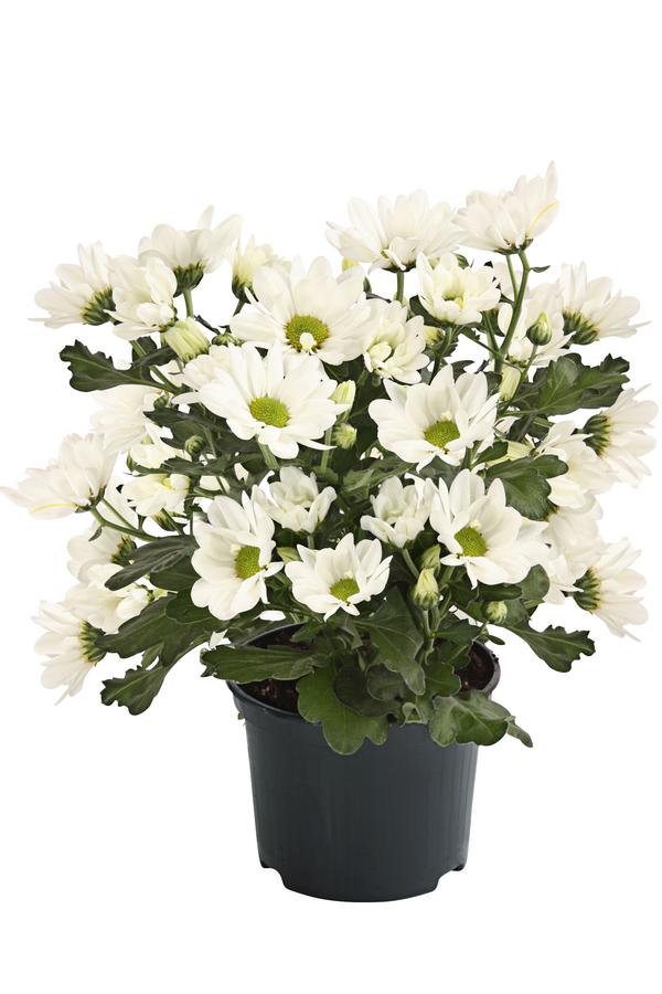 Topf-Chrysantheme, verschiedene Farben